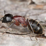 ant extermination