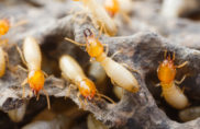 Termite Exterminators